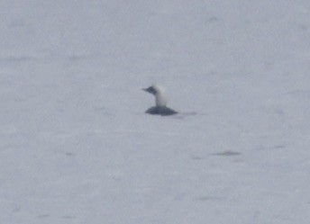 Pacific Loon - ML634508542