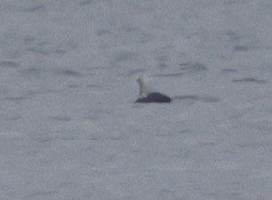 Pacific Loon - ML634508555