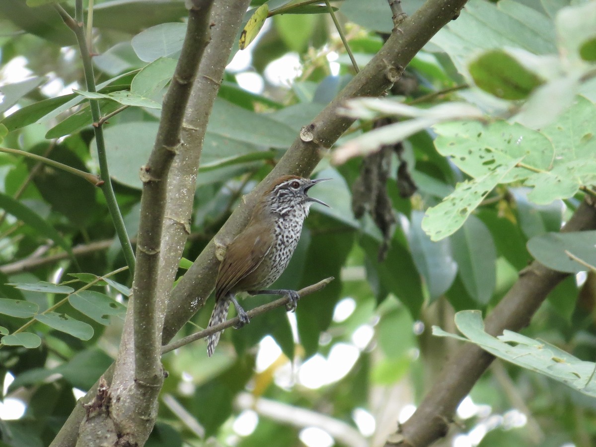 Spot-breasted Wren - ML634508679