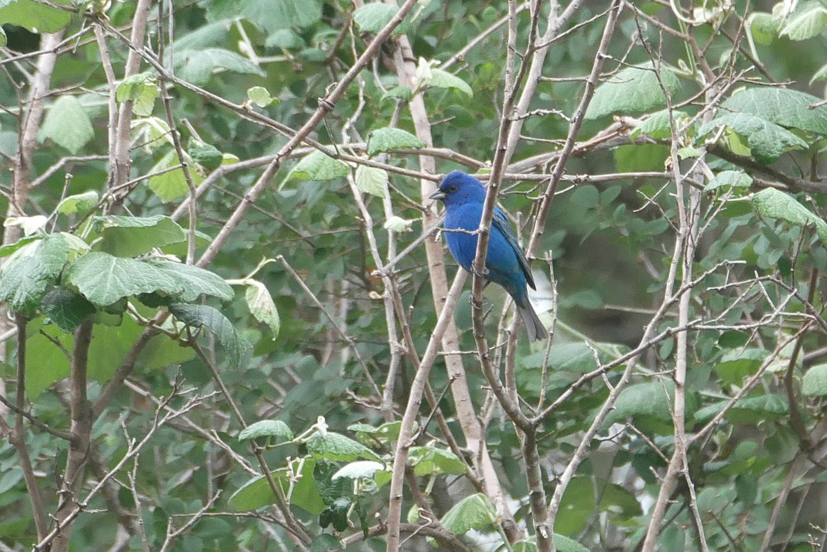 Indigo Bunting - ML634508744
