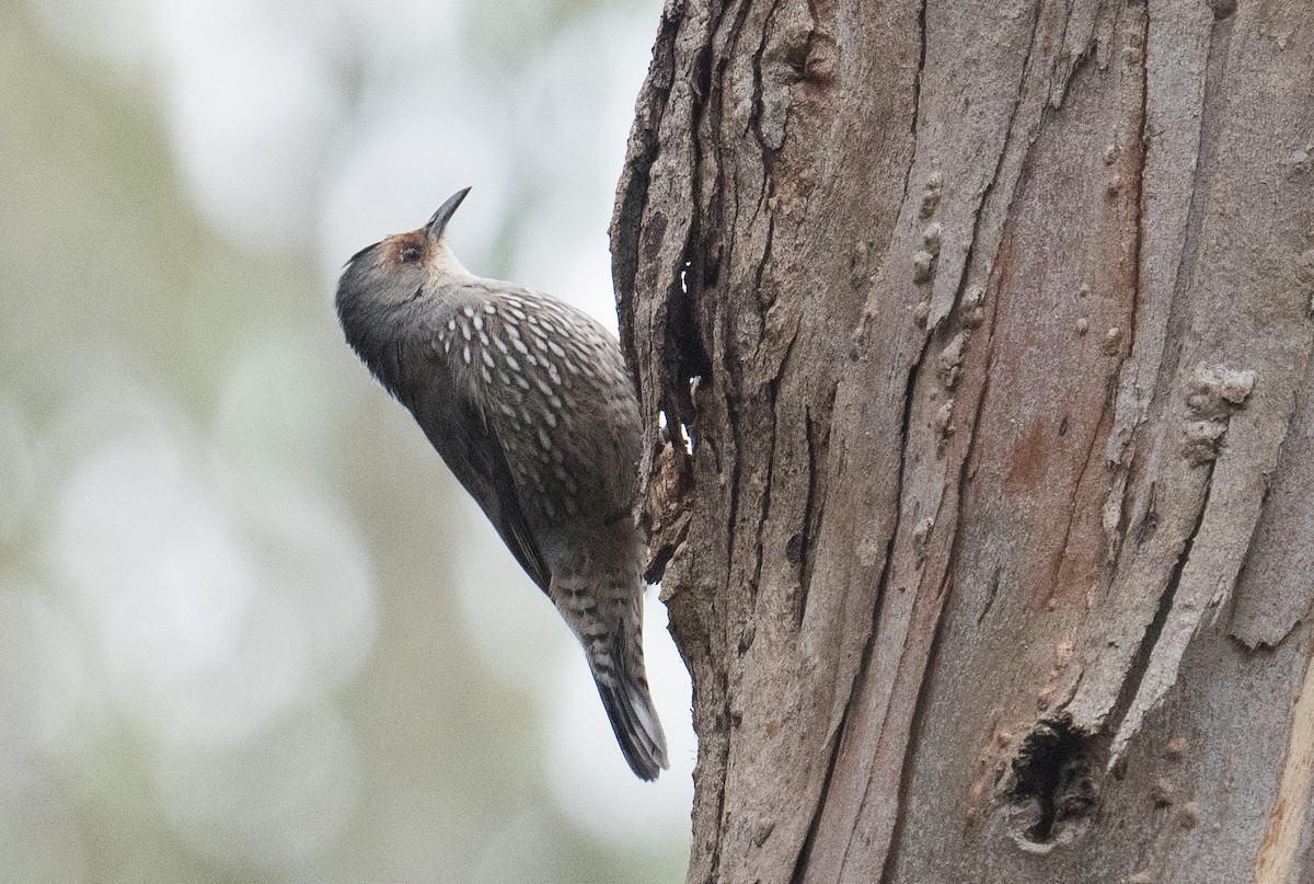 Red-browed Treecreeper - ML634508776
