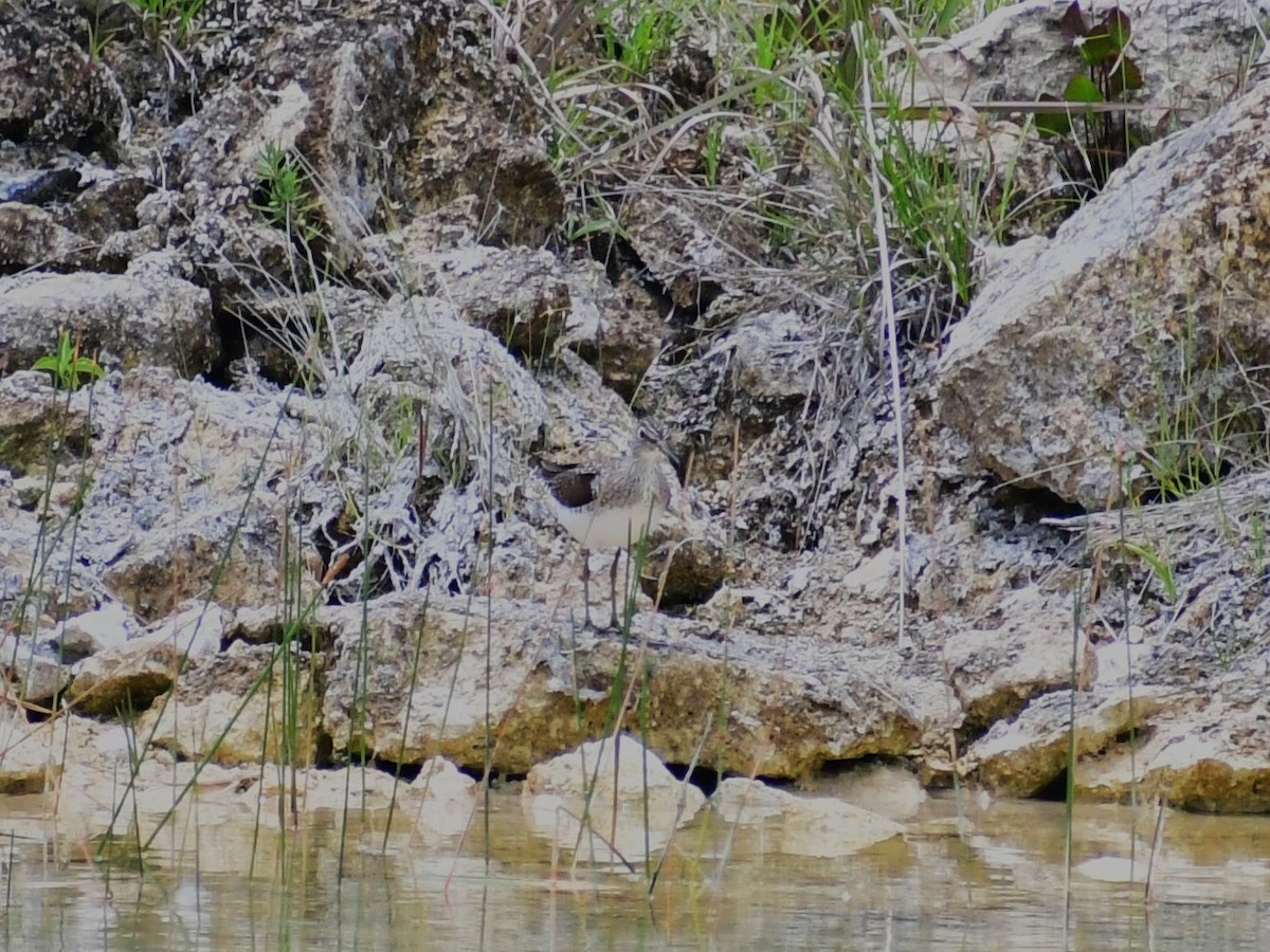 Solitary Sandpiper - ML634508783