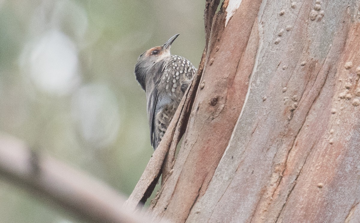 Red-browed Treecreeper - ML634508791