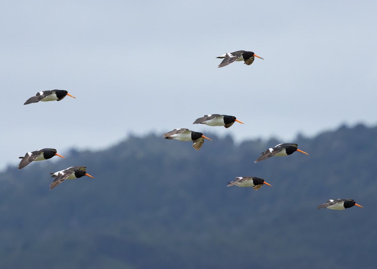 South Island Oystercatcher - ML634508793