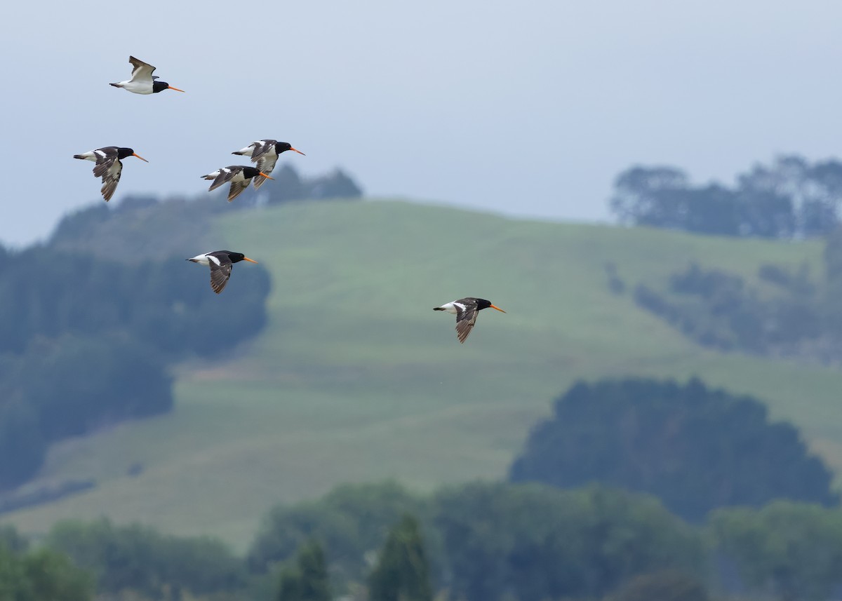 South Island Oystercatcher - ML634508794