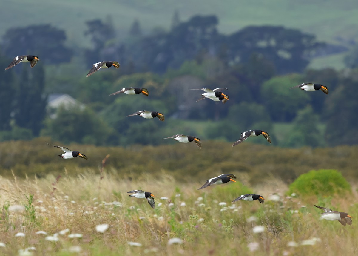 South Island Oystercatcher - ML634508795