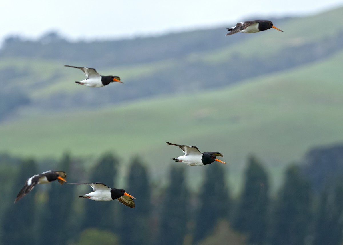 South Island Oystercatcher - ML634508796