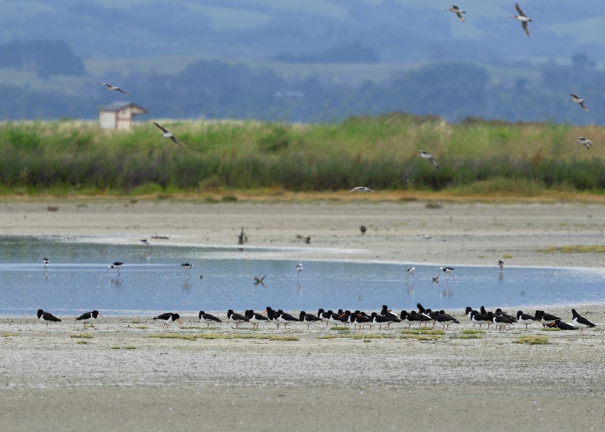 South Island Oystercatcher - ML634508797