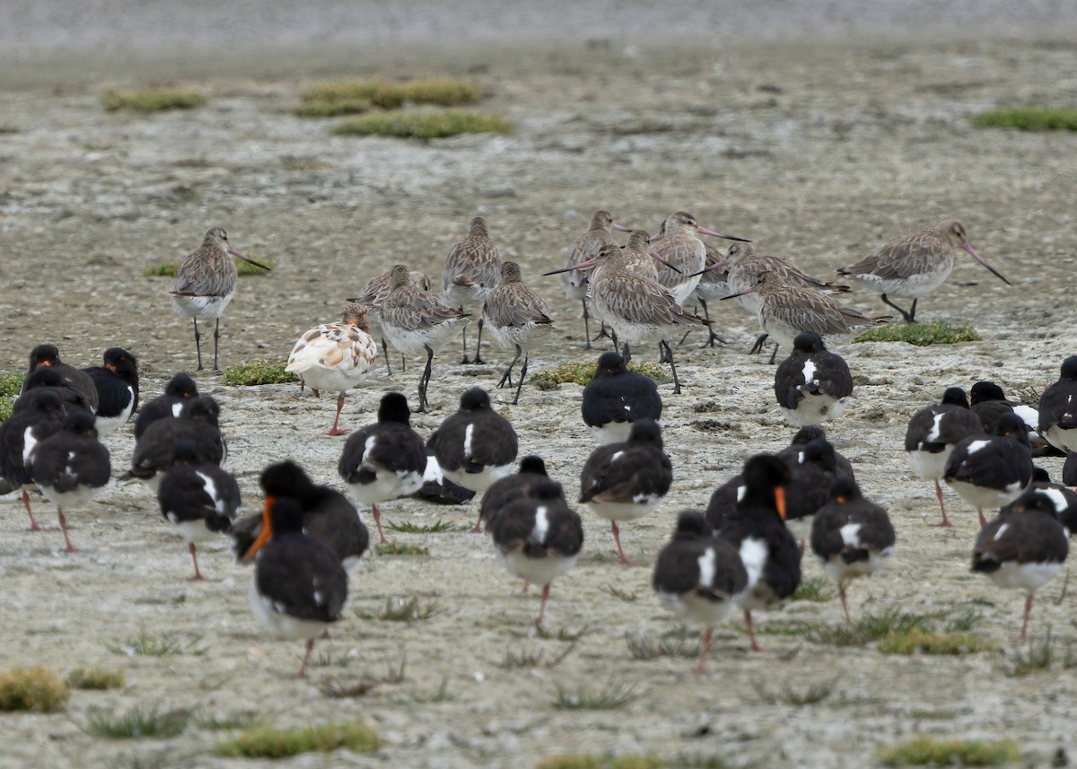 South Island Oystercatcher - ML634508799