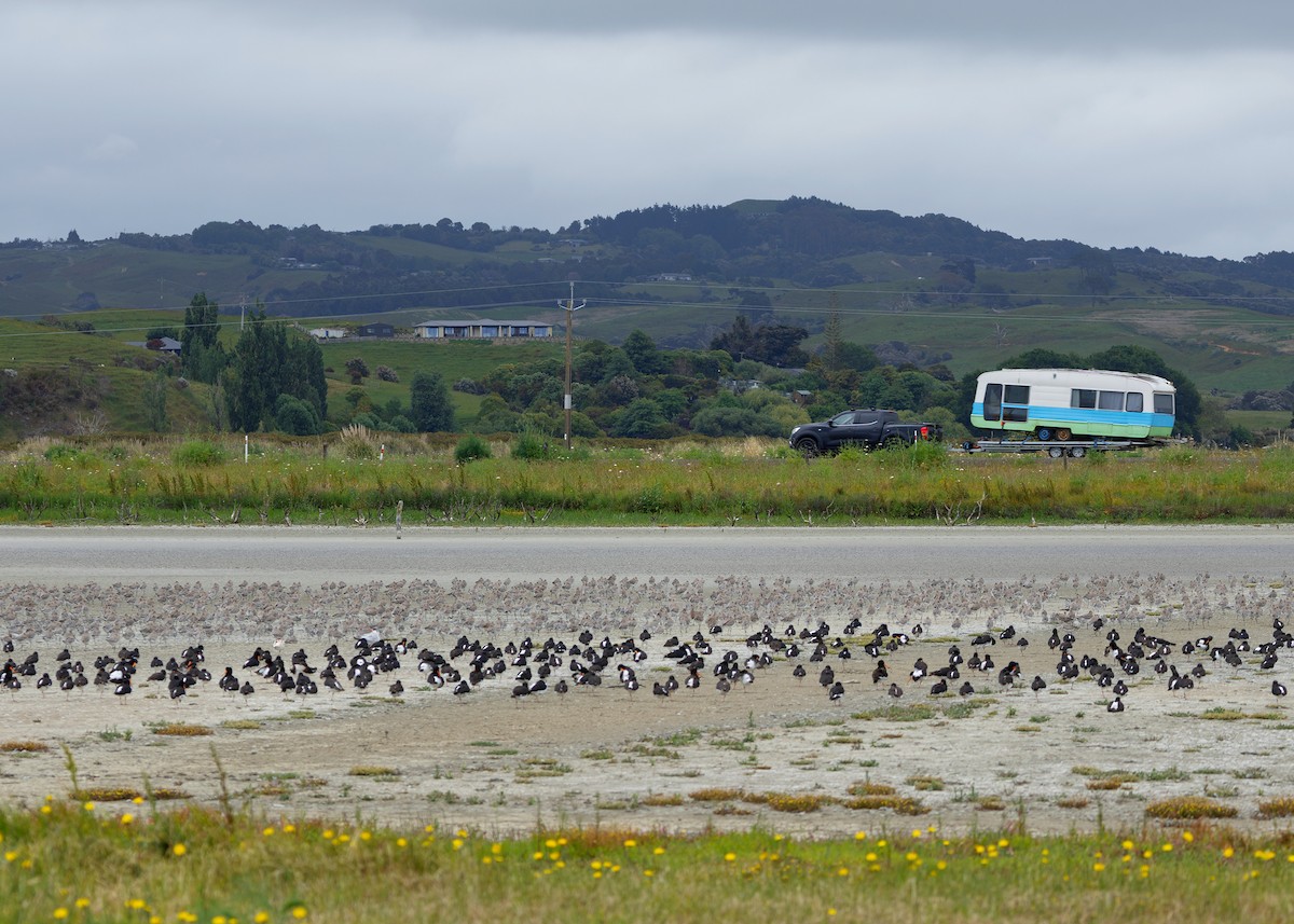 South Island Oystercatcher - ML634508800