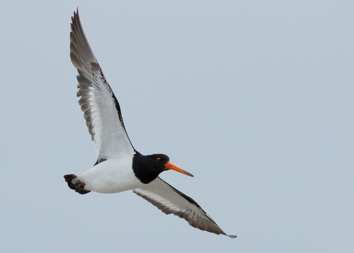 South Island Oystercatcher - ML634508801