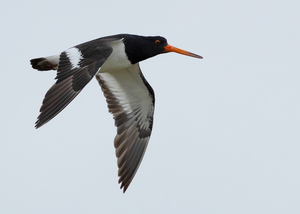 South Island Oystercatcher - ML634508802