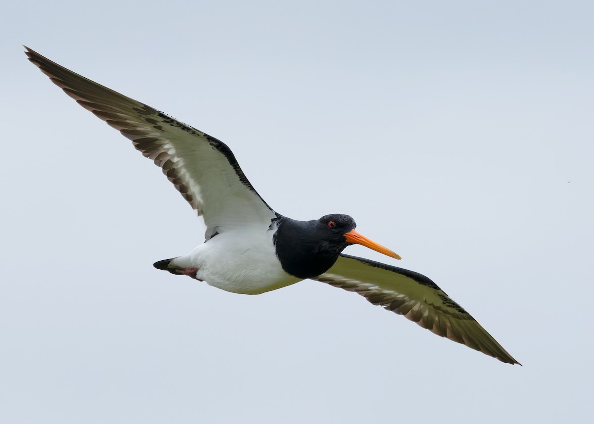 South Island Oystercatcher - ML634508803