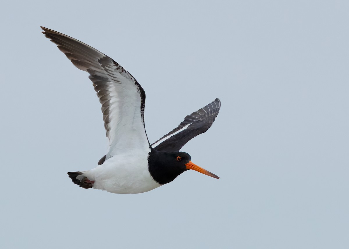 South Island Oystercatcher - ML634508804