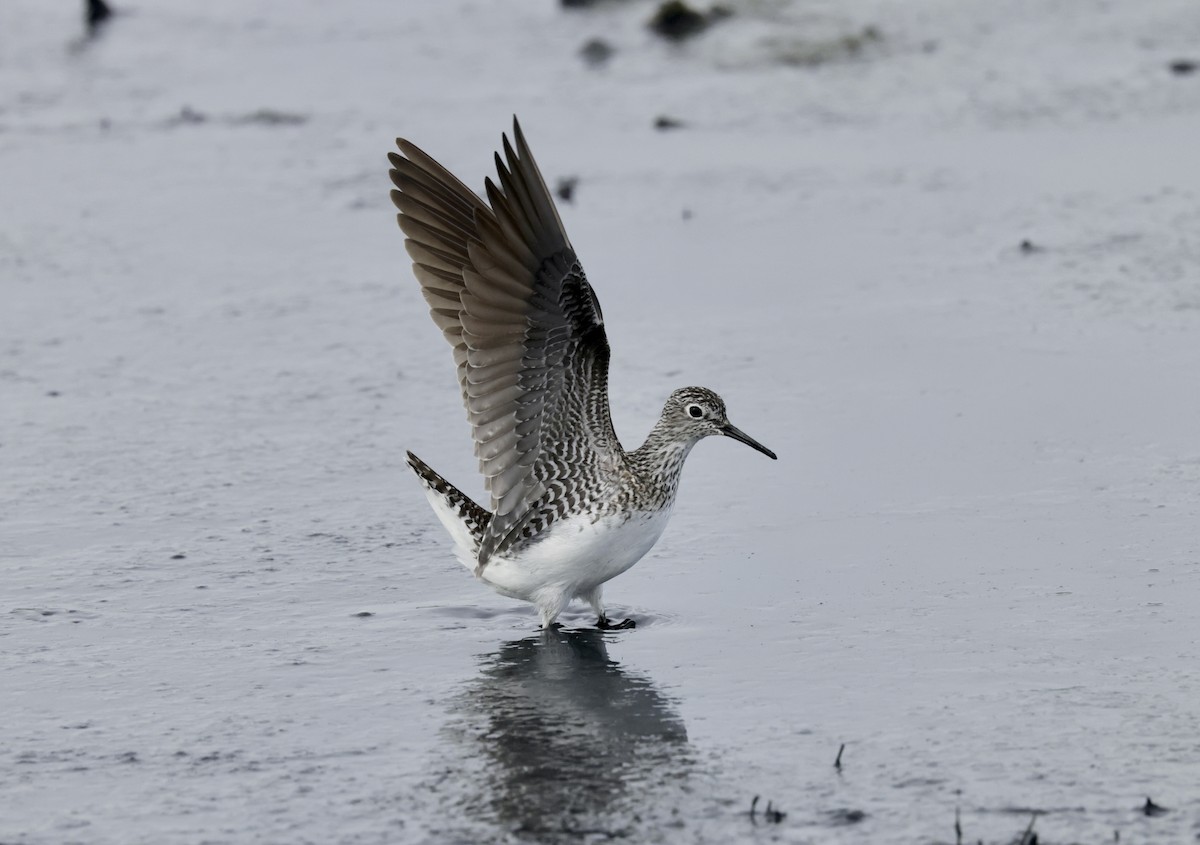 Solitary Sandpiper - ML634508822