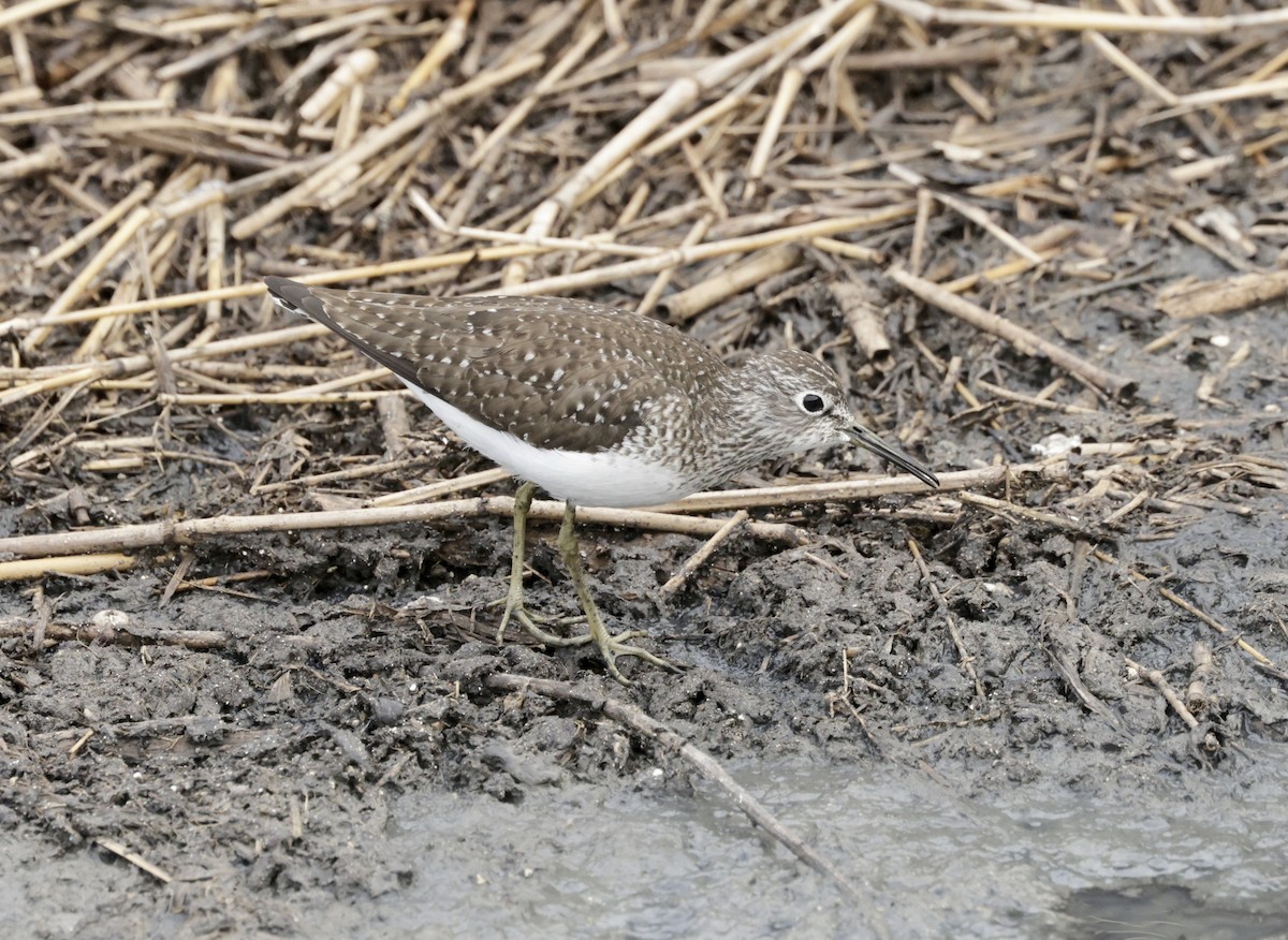 Solitary Sandpiper - ML634508823