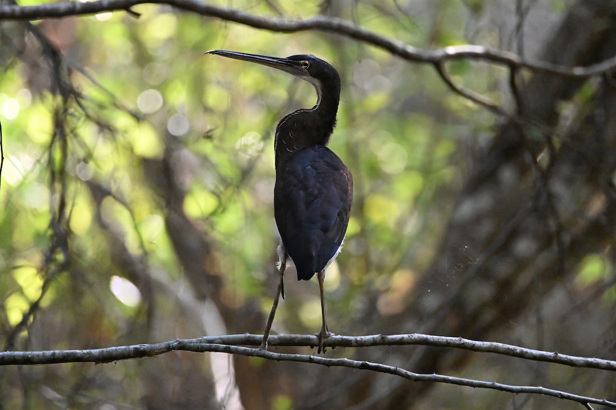 Agami Heron - ML634508912