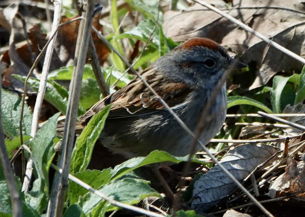 Swamp Sparrow - ML634508927