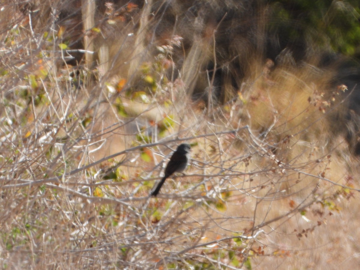 Black-chinned Sparrow - ML634509086