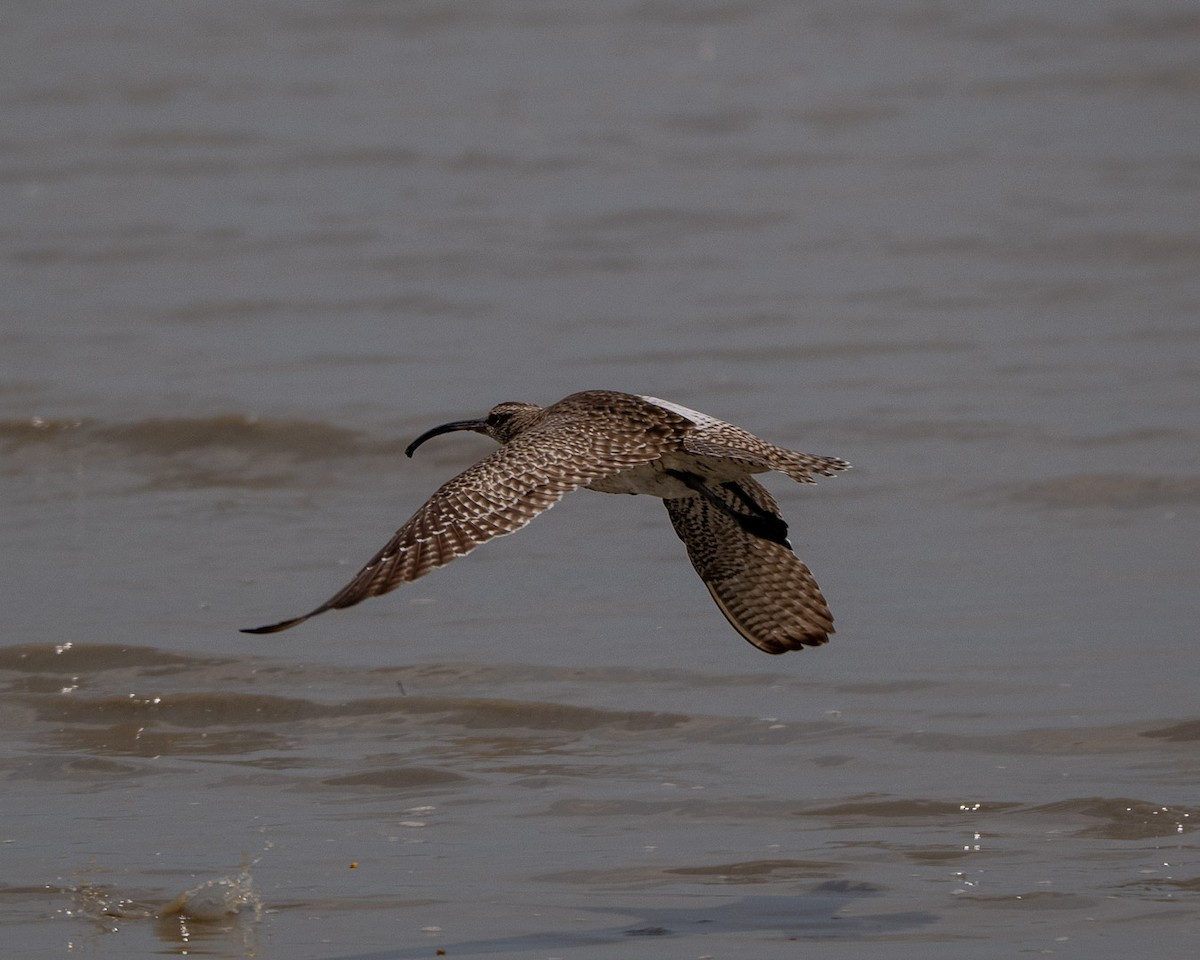 Eurasian Whimbrel - ML634509107