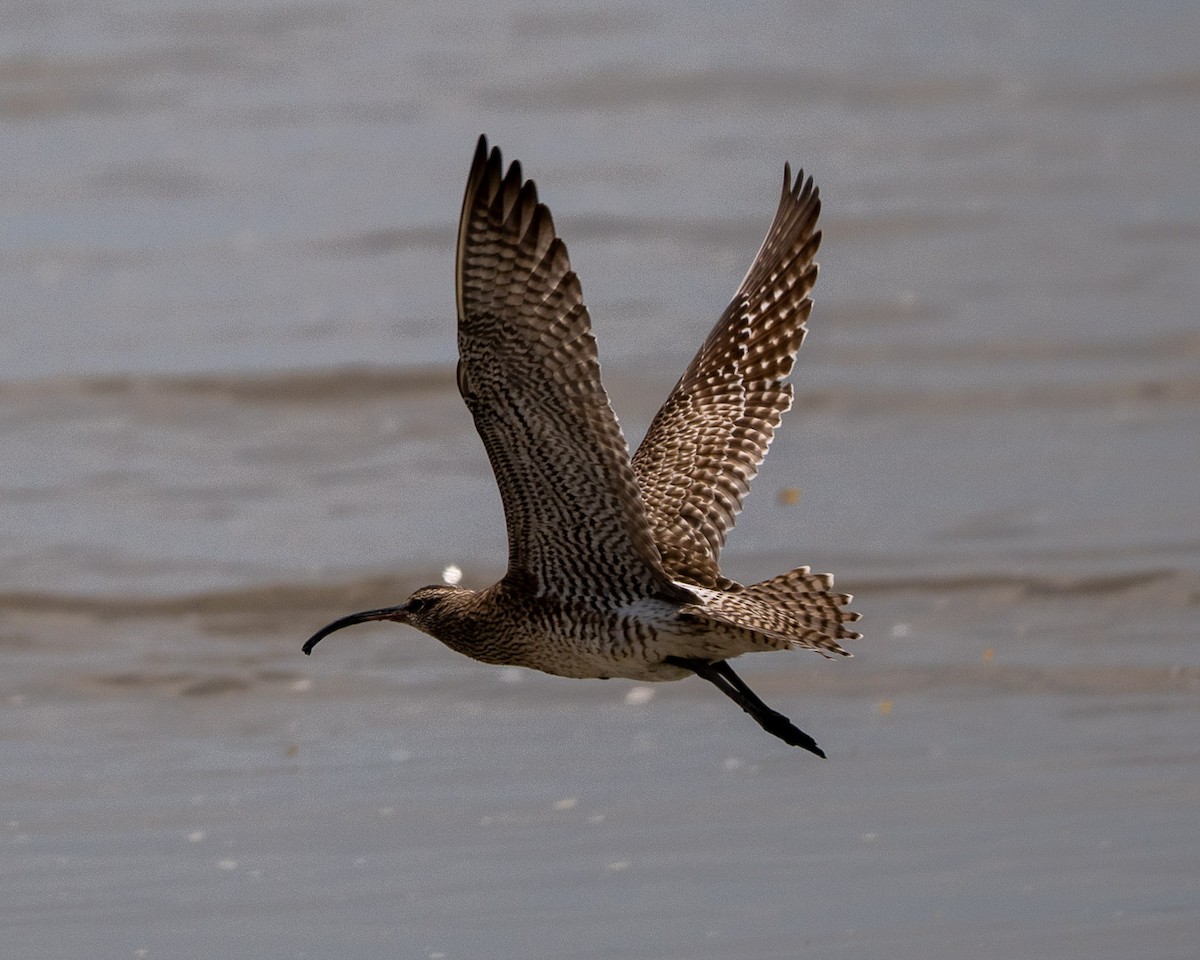 Eurasian Whimbrel - ML634509108
