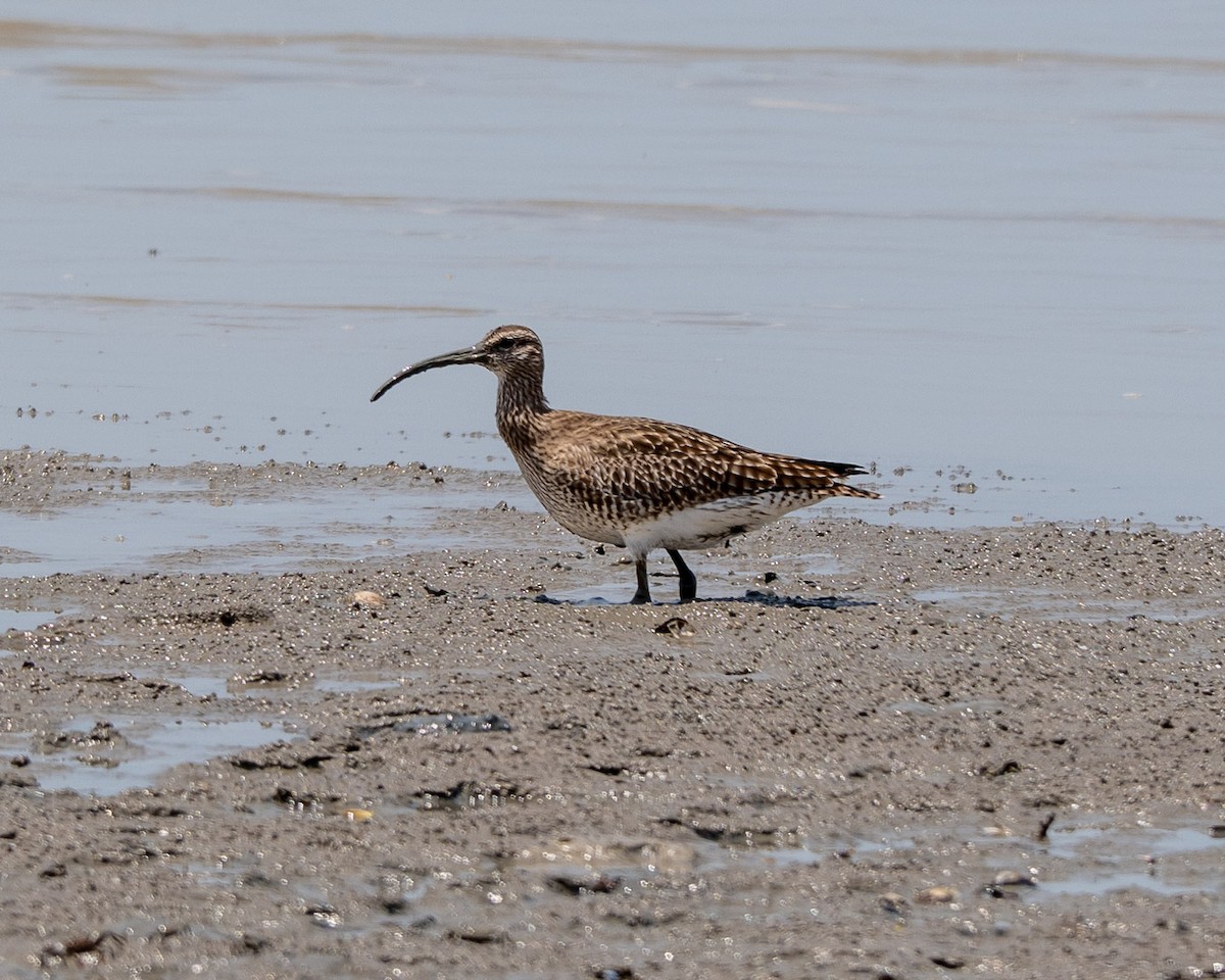 Eurasian Whimbrel - ML634509109