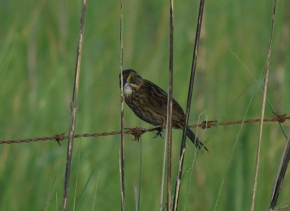 Seaside Sparrow - ML634509123