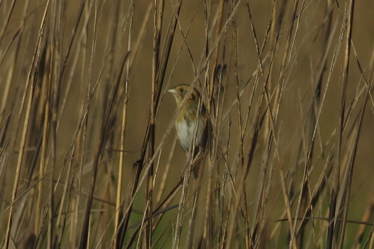 Nelson's Sparrow - ML634509127