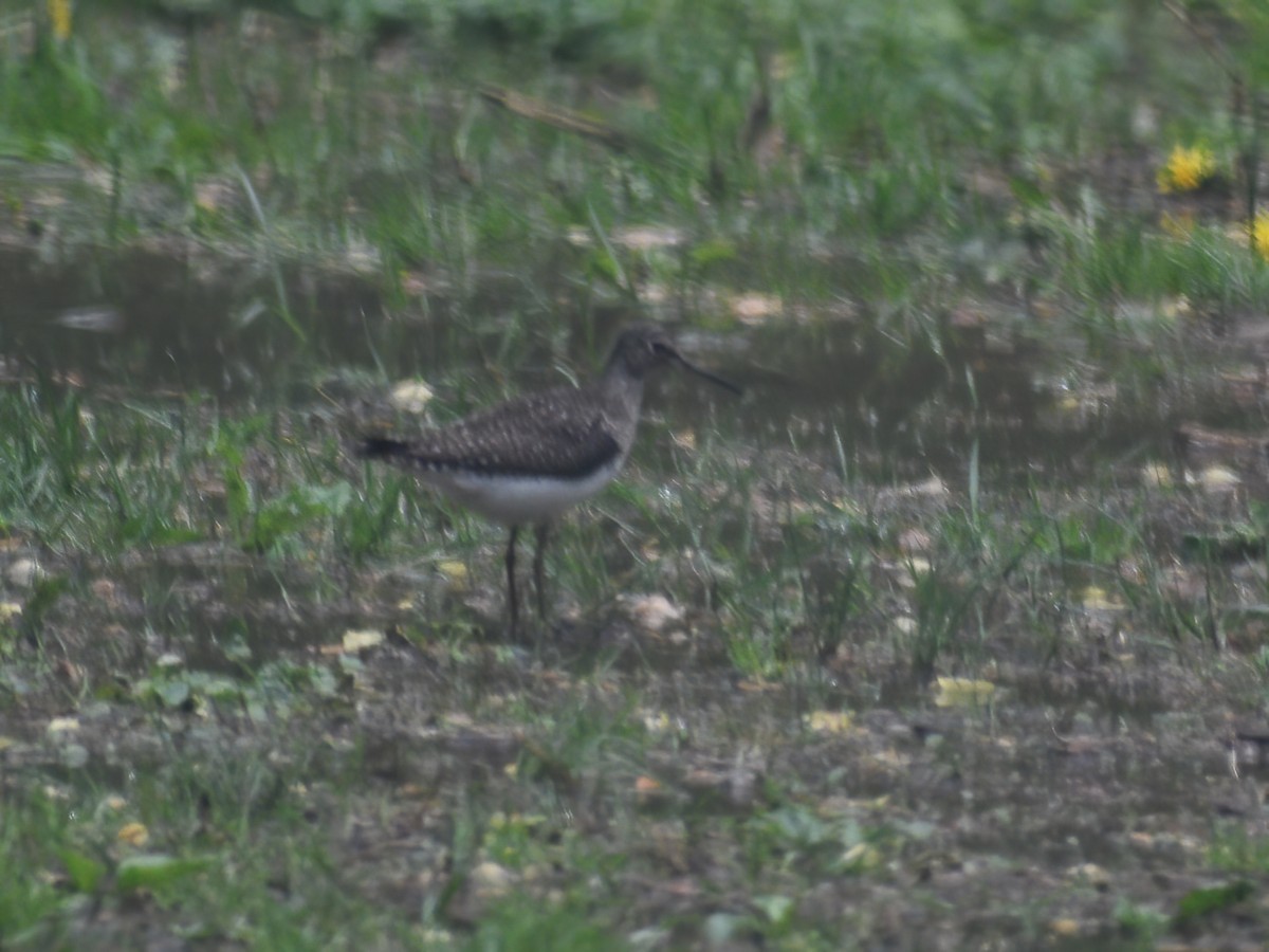 Solitary Sandpiper - ML634509161