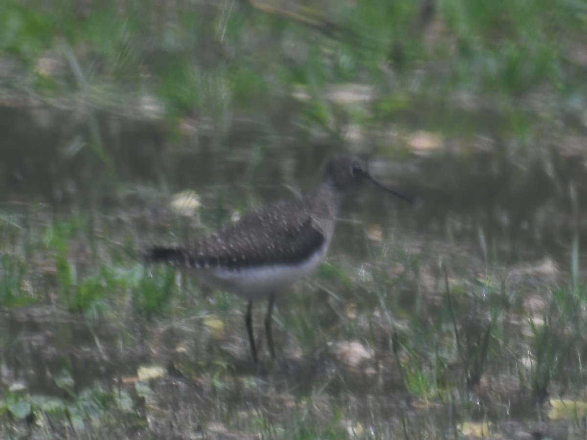 Solitary Sandpiper - ML634509166