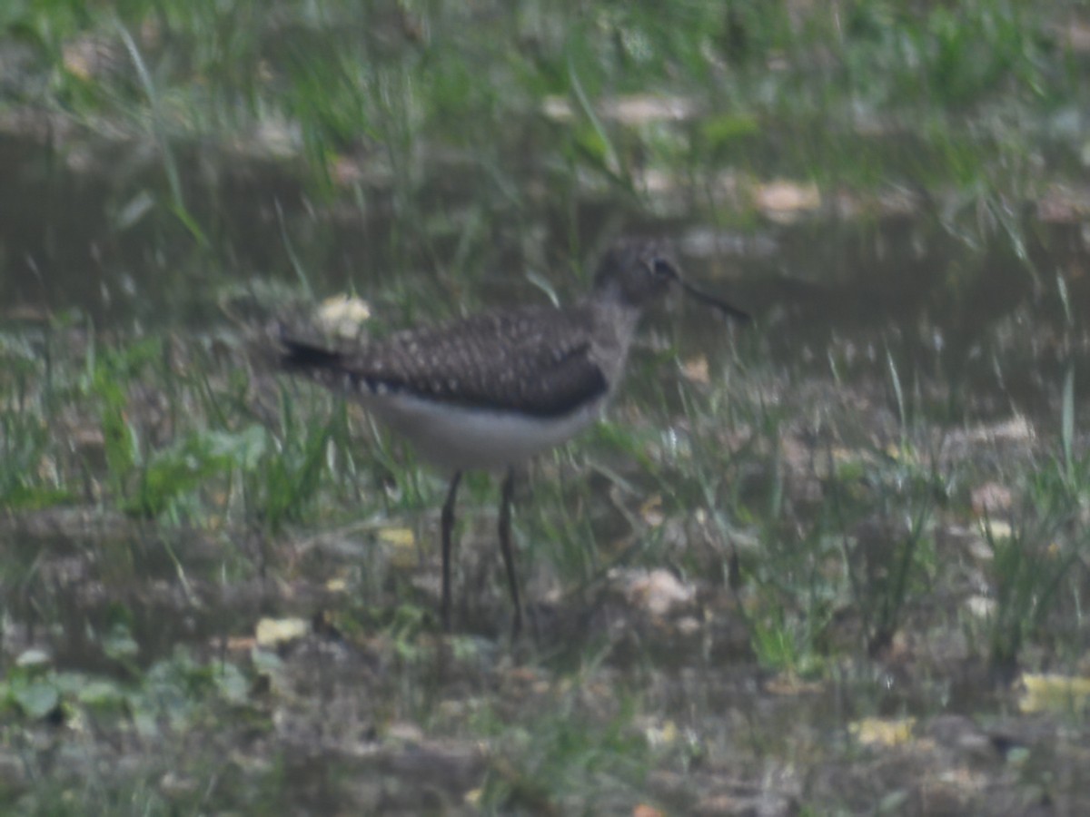 Solitary Sandpiper - ML634509171