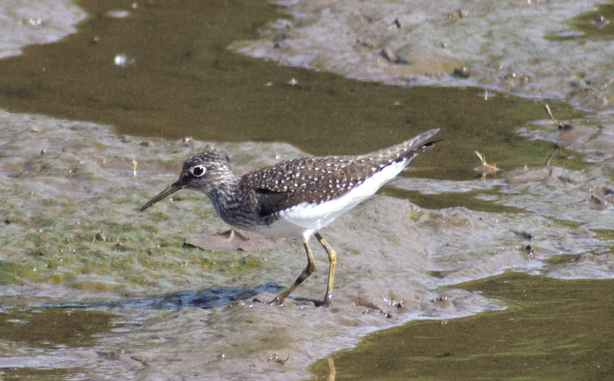 Solitary Sandpiper - ML634509174