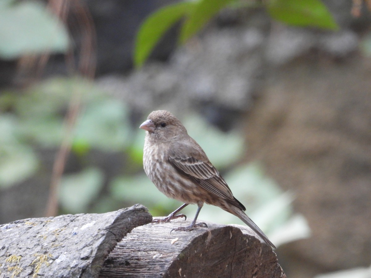 House Finch - ML634509232