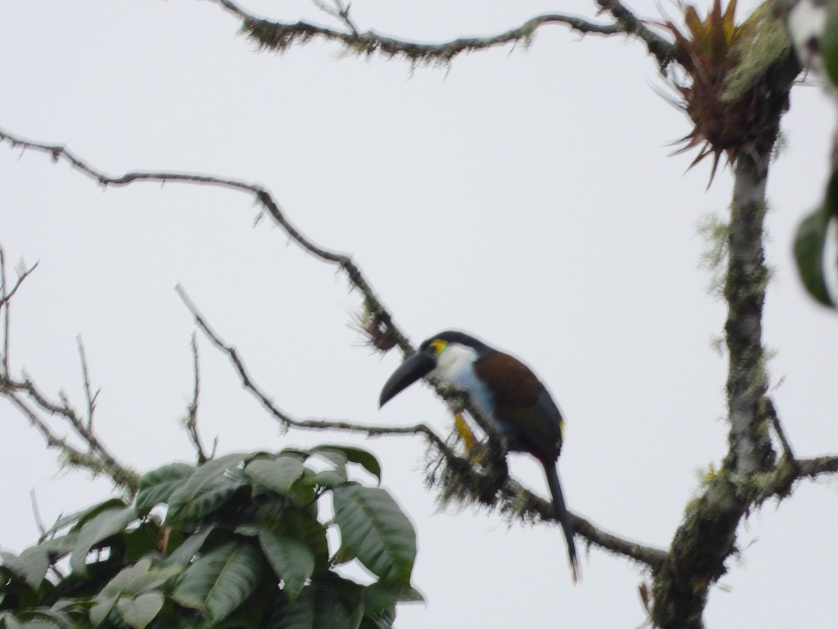 Black-billed Mountain-Toucan - ML634509249