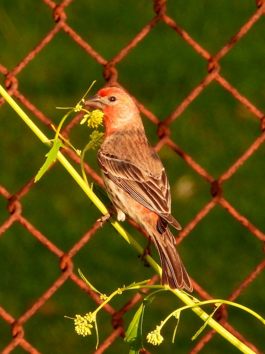 House Finch - ML634509252