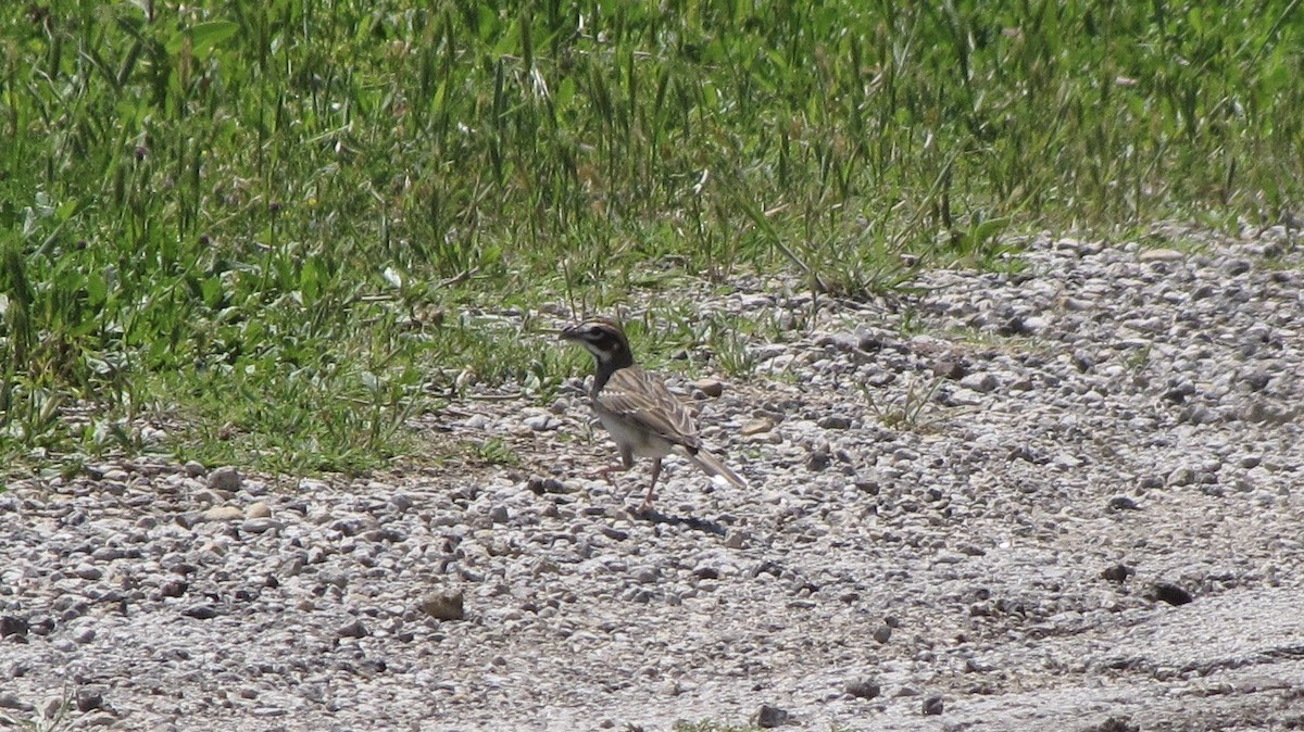 Lark Sparrow - ML634509274