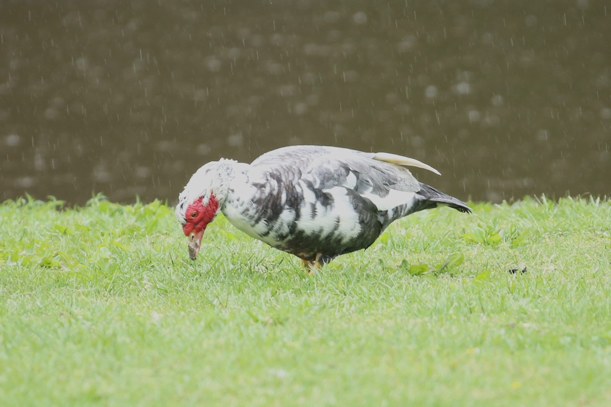 Muscovy Duck (Domestic type) - ML634509277