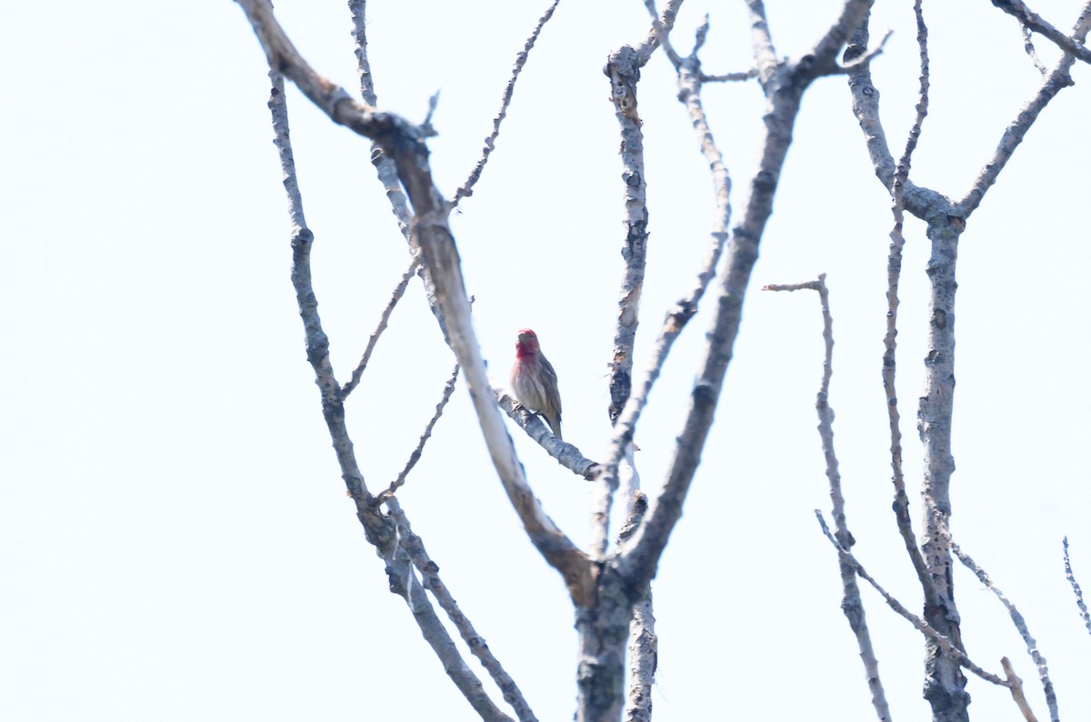 House Finch - ML634509278