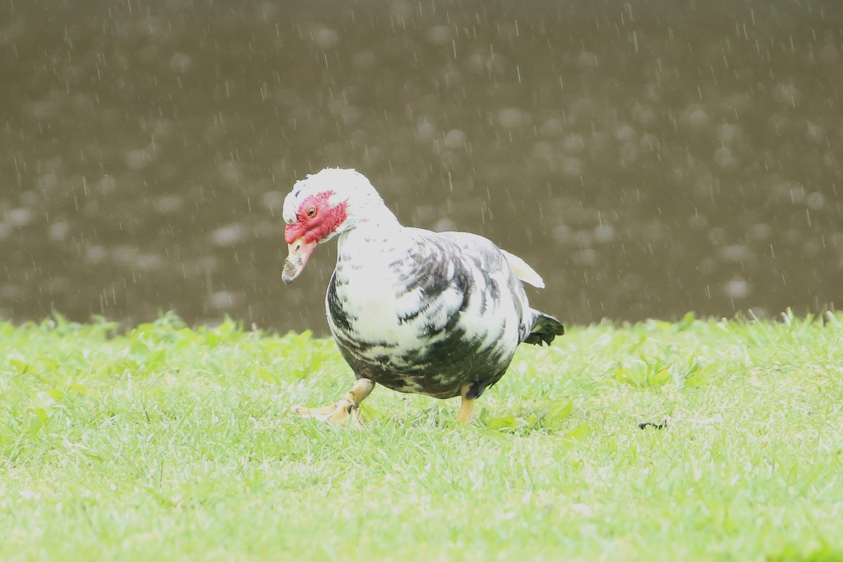 Muscovy Duck (Domestic type) - ML634509309