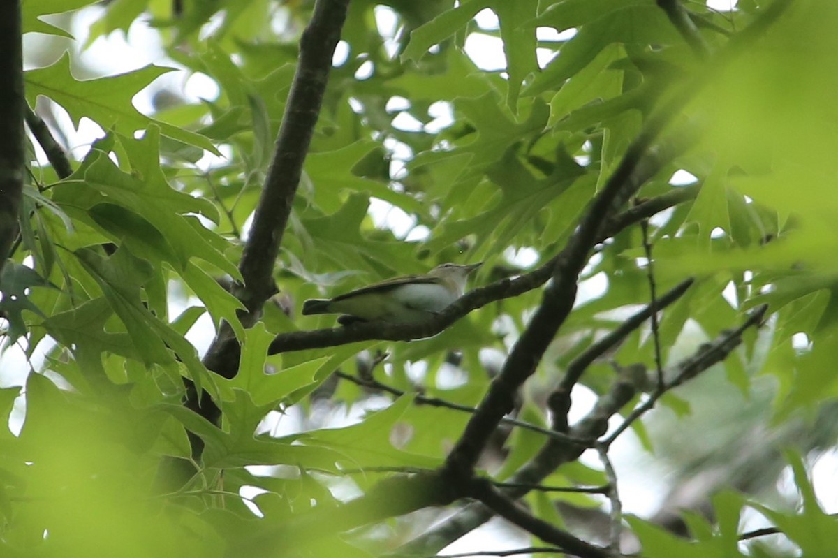 Red-eyed Vireo - ML634509339