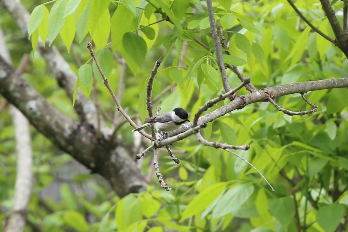Carolina Chickadee - ML634509352