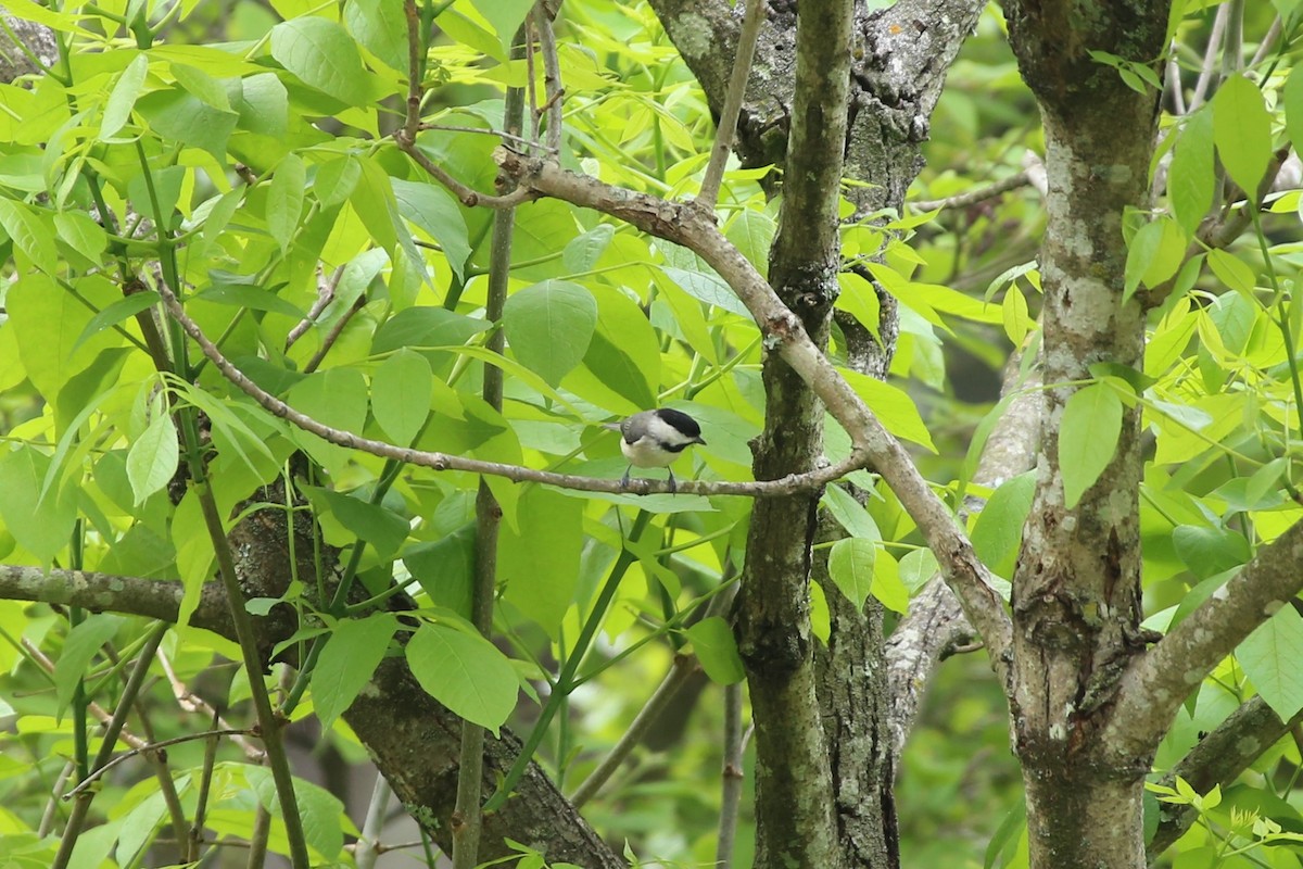 Carolina Chickadee - ML634509355