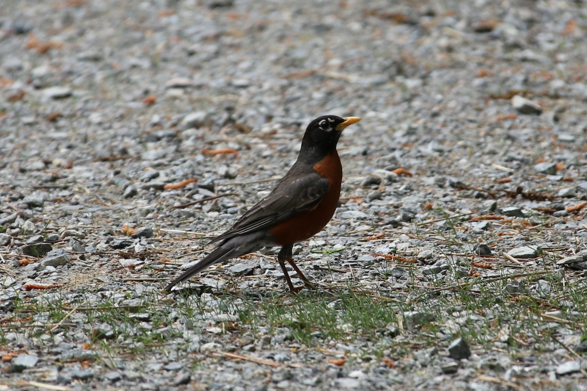 American Robin - ML634509367