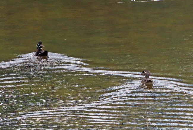 מנדרין אמריקני - ML634509378