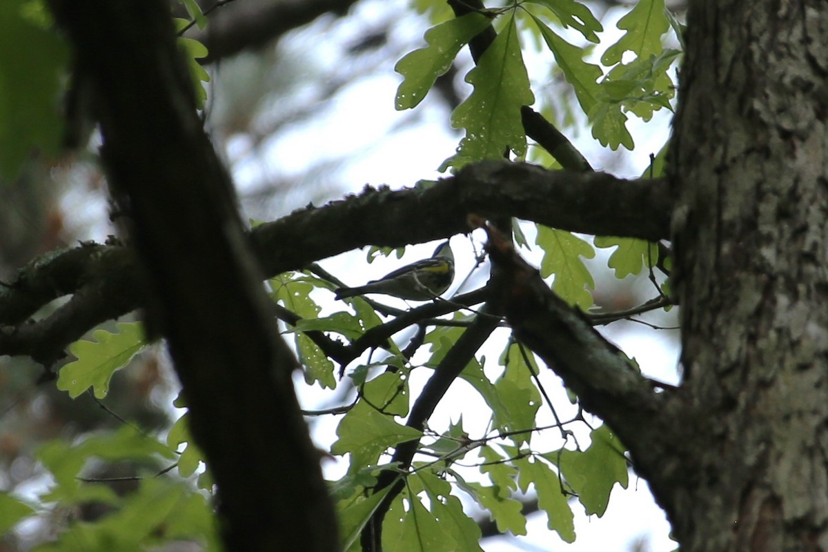 Yellow-rumped Warbler - ML634509386