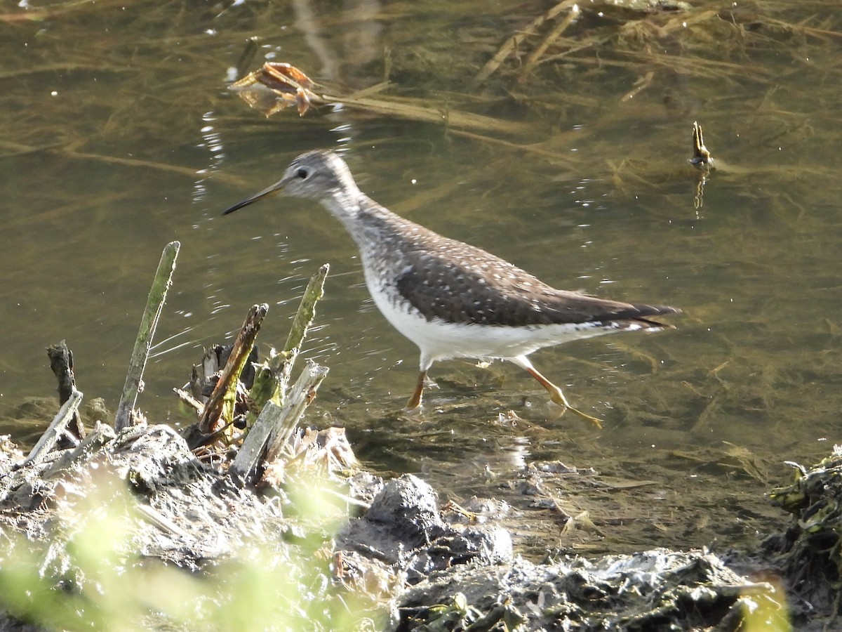 Solitary Sandpiper - ML634509390