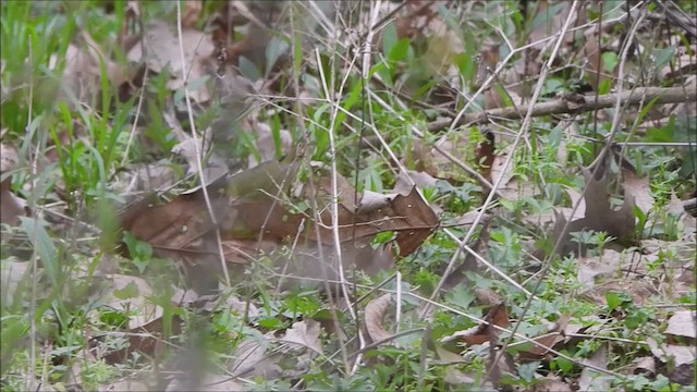 Kentucky Warbler - ML634509500