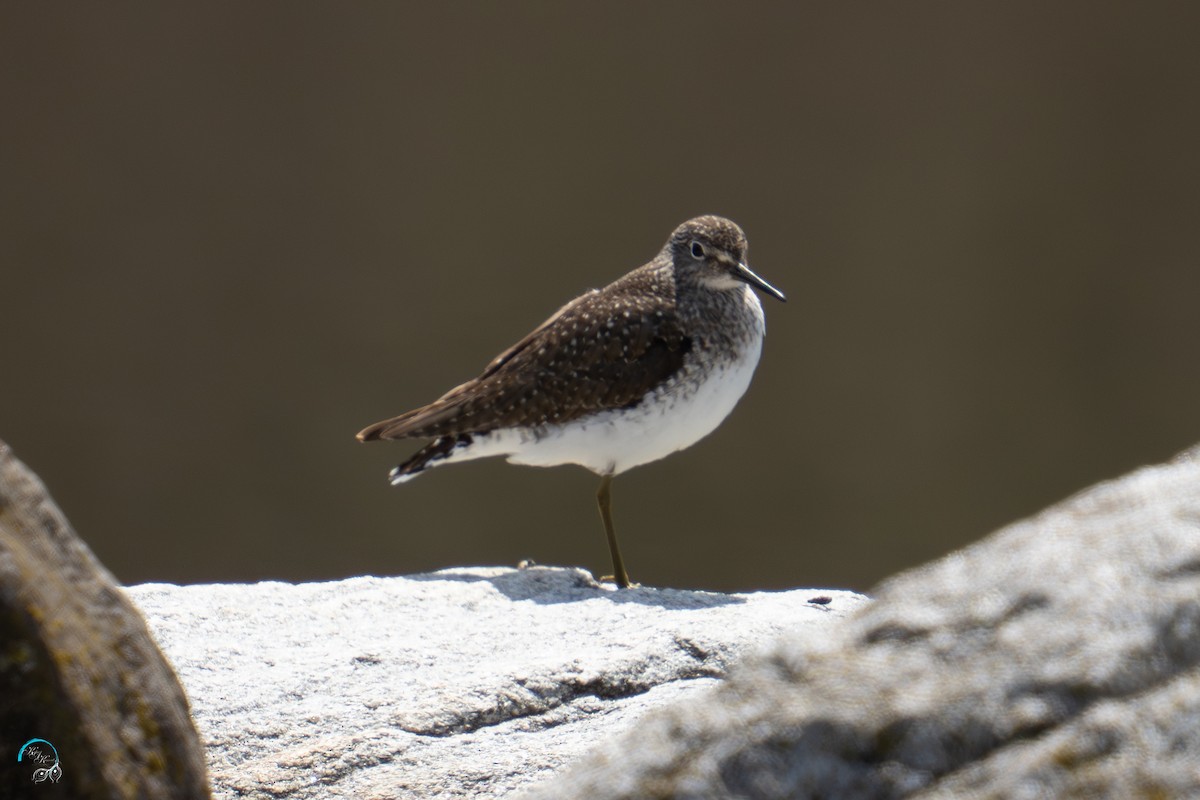 Solitary Sandpiper - ML634509502