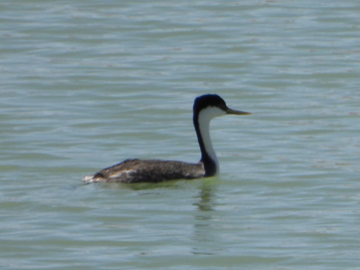 Western Grebe - ML634509506