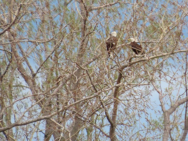 עיטם לבן-ראש - ML634509533